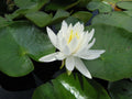 Nymphaea 'Caroliniana Nivea'