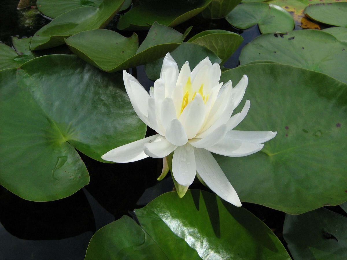 Nymphaea 'Caroliniana Nivea'
