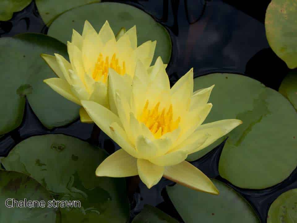 Nymphaea 'Charlene Strawn'