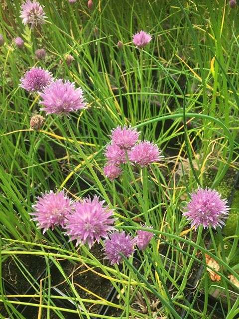 Allium schoenoprasum