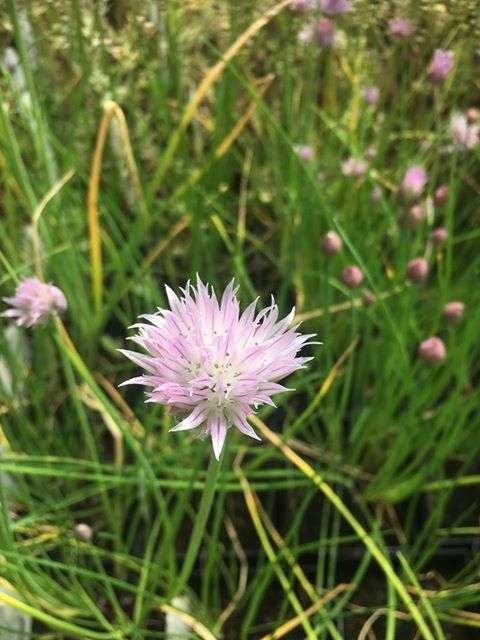 Allium schoenoprasum