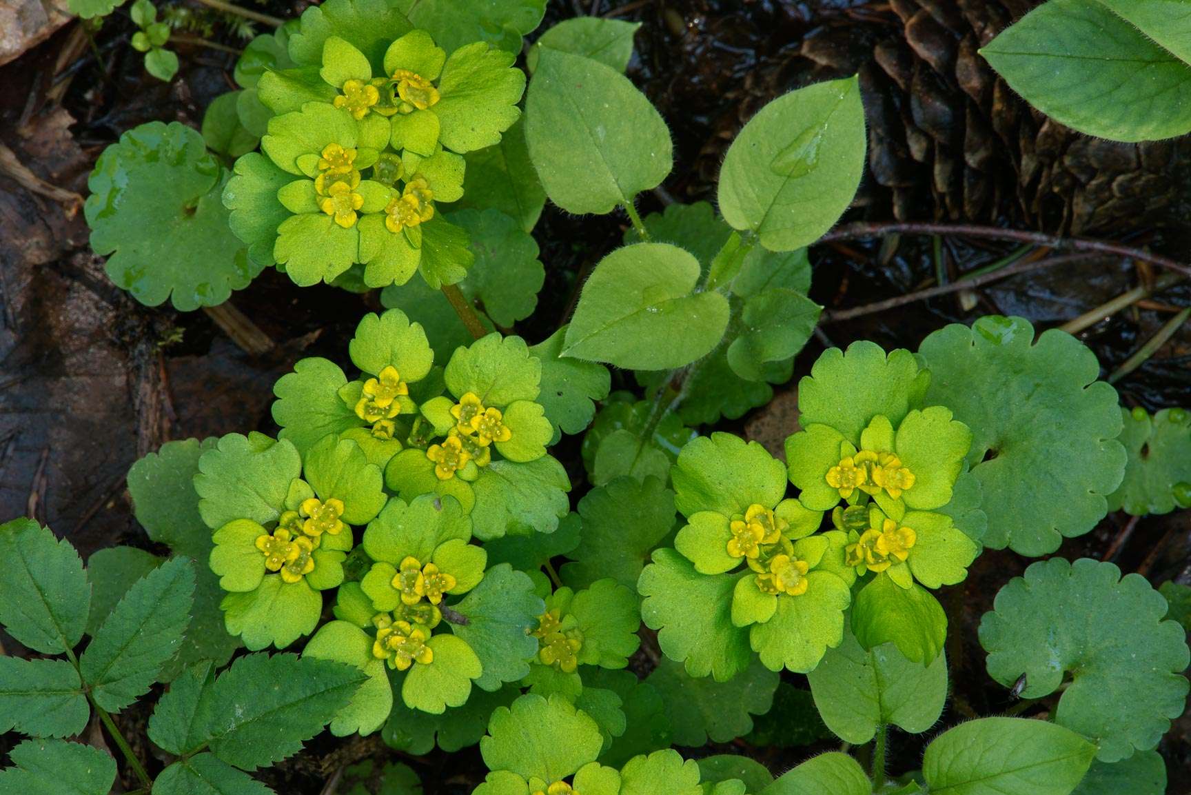Chrysosplenium alternifolium