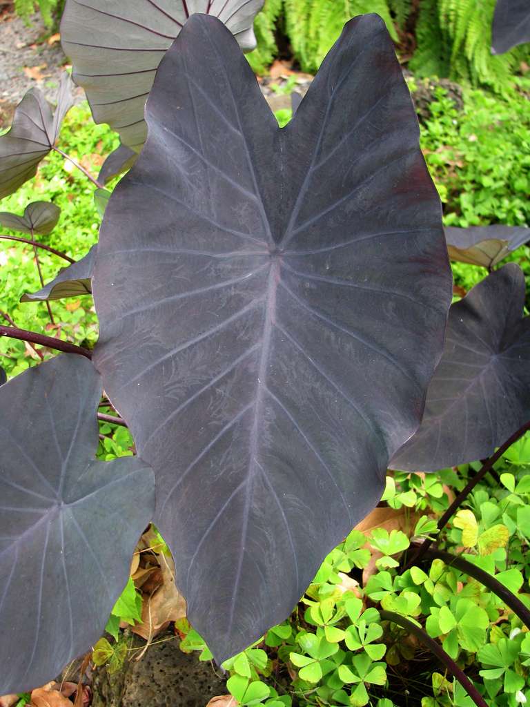 Colocasia esculenta 'Black Magic'