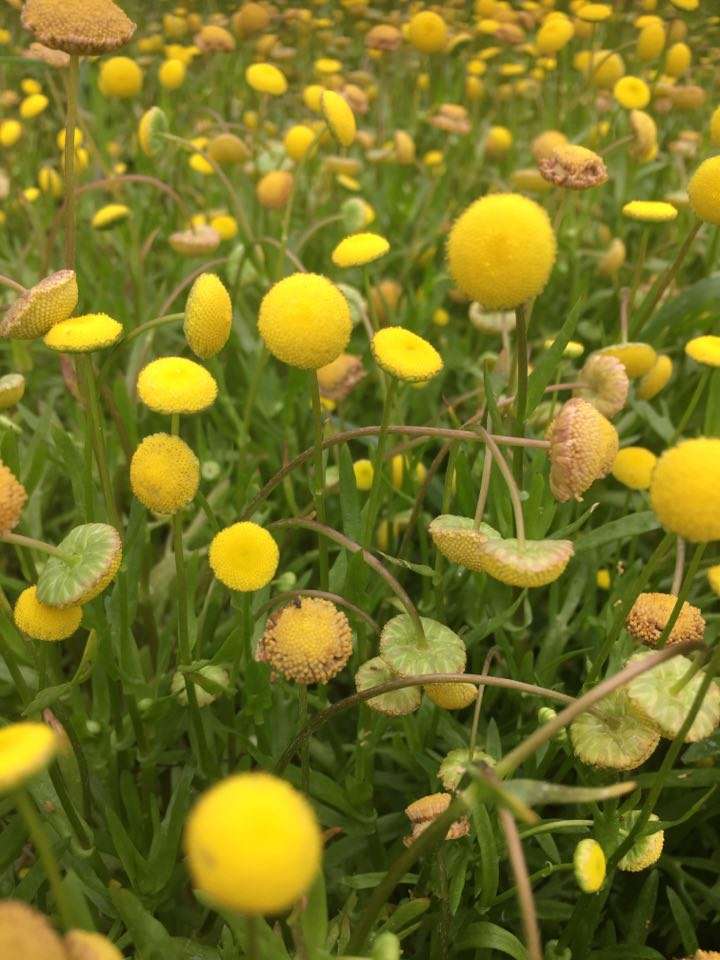 Cotula coronopifolia