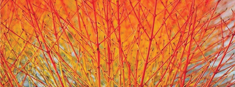 Cornus sanguinea