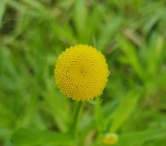 Cotula coronopifolia
