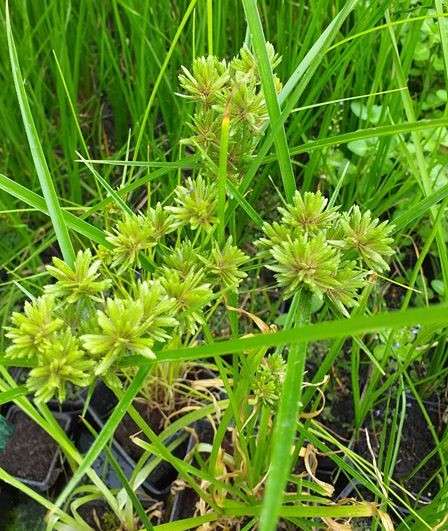 Cyperus alternifolius involucratus