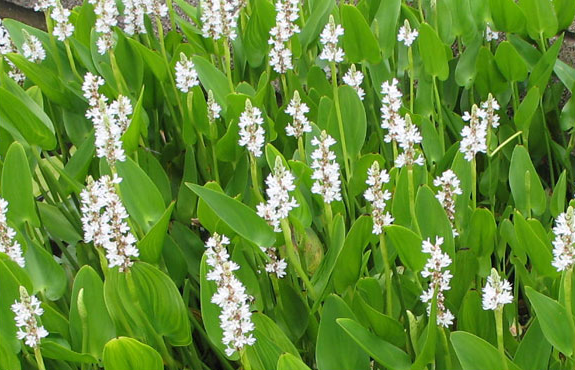 Pontederia cordata 'Alba'