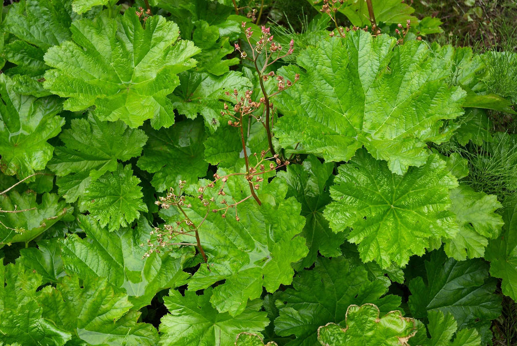 Darmera peltata