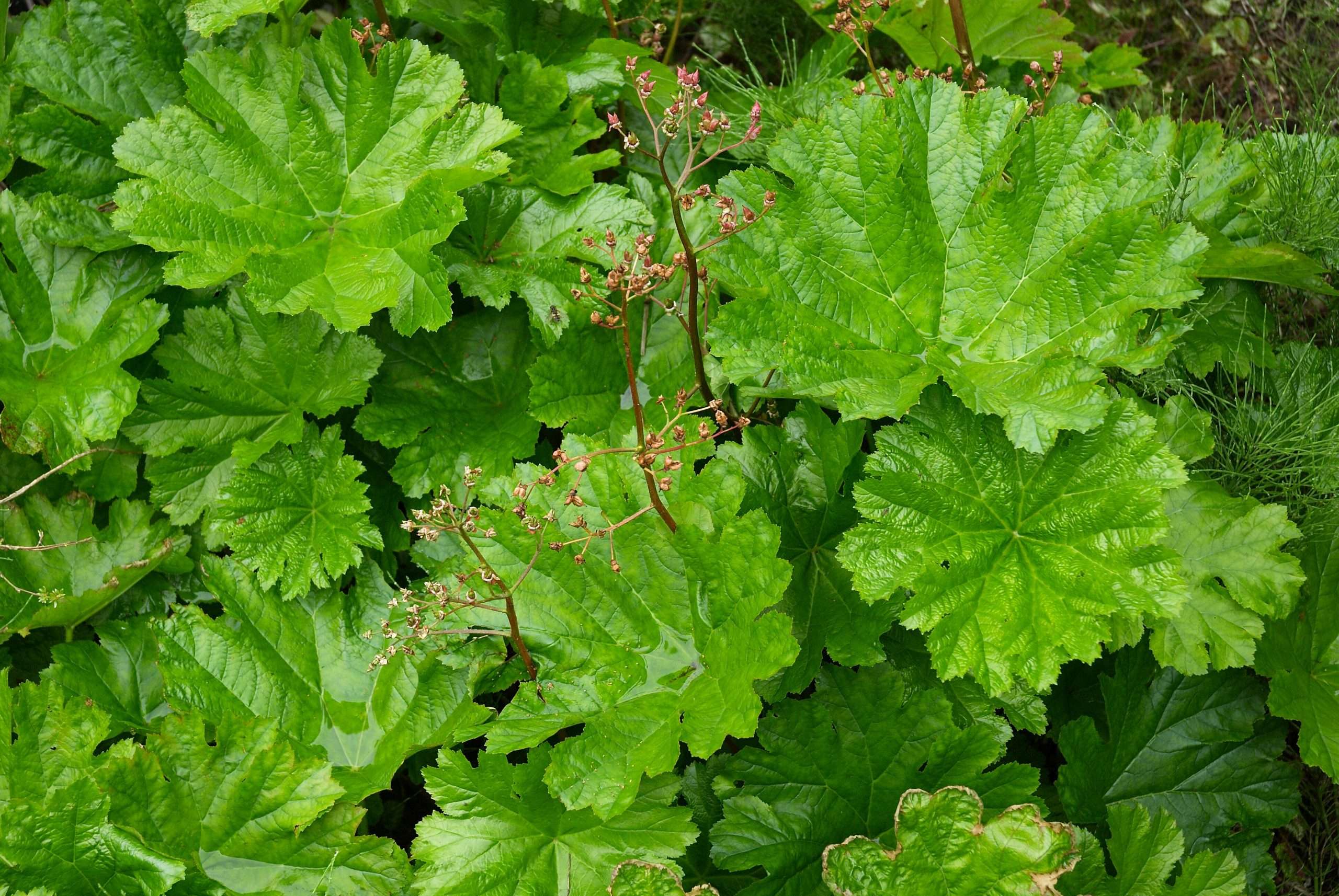 Darmera peltata