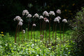 Darmera peltata