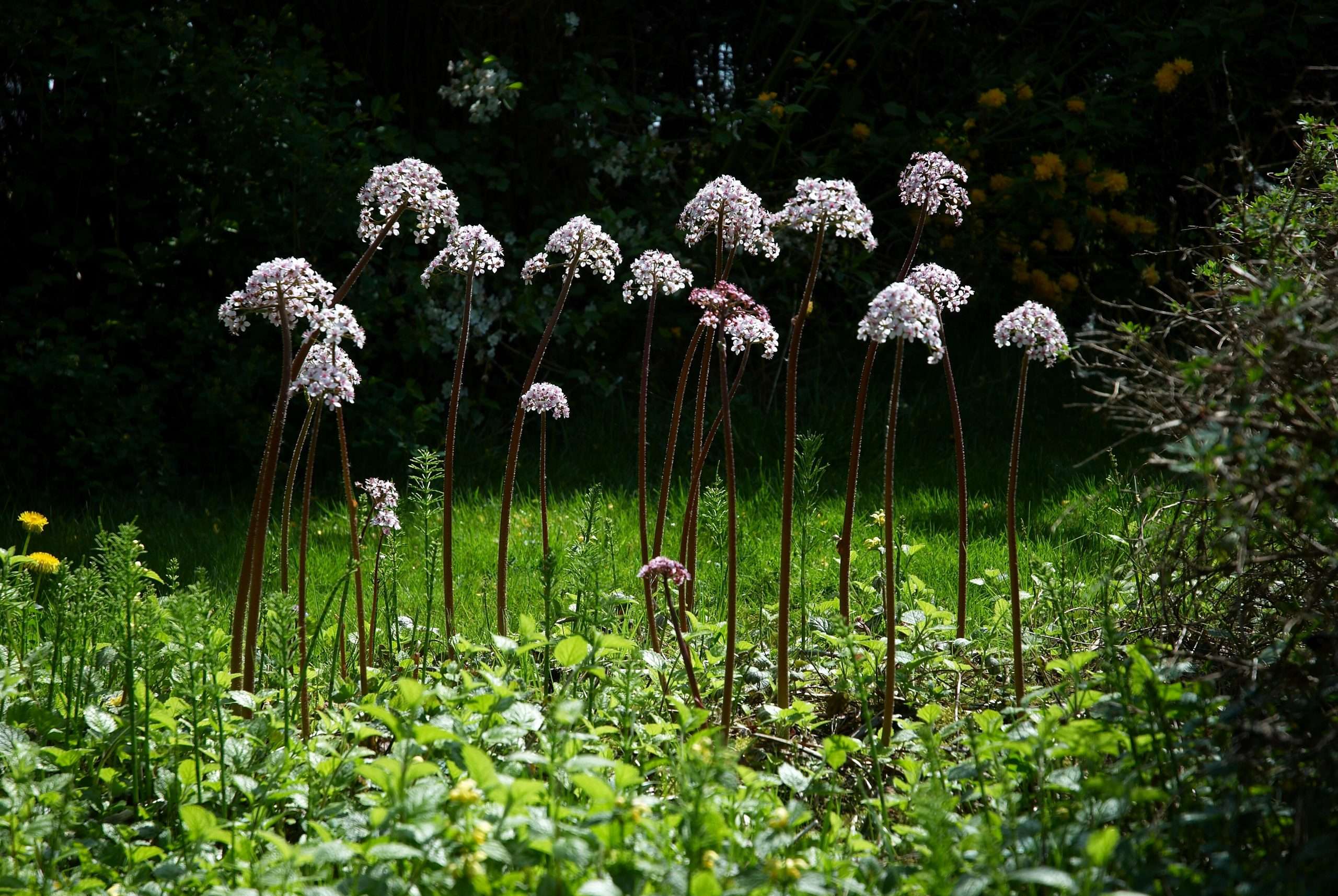 Darmera peltata