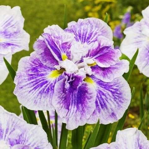 Iris ensata 'Dinner Plate Cheesecake'