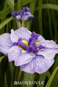 Iris ensata 'Dinner Plate Wave Action'