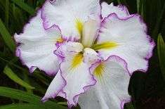 Iris ensata 'Dinner Plate Jell-o'