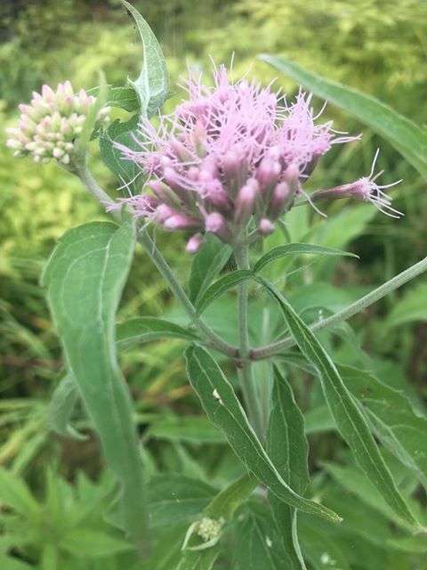 Eupatorium cannabinum