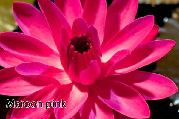 Nymphaea 'Maroon Pink'