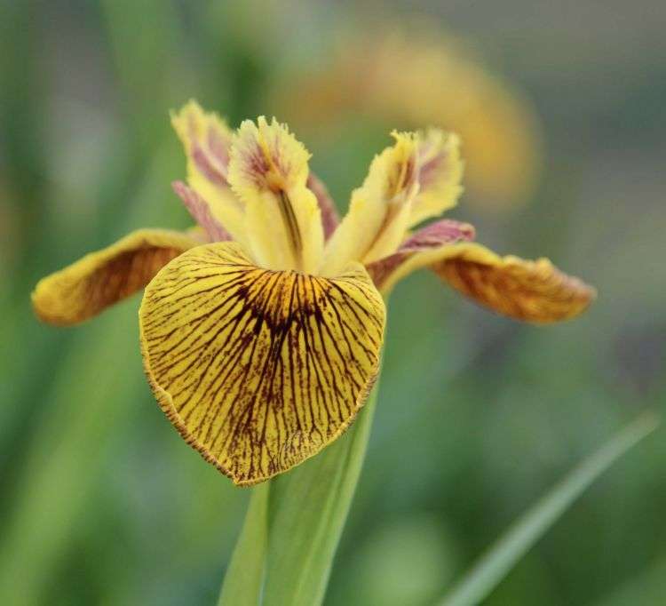 Iris pseudacorus 'Berlin Tiger'