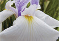 Iris ensata 'Emotion'