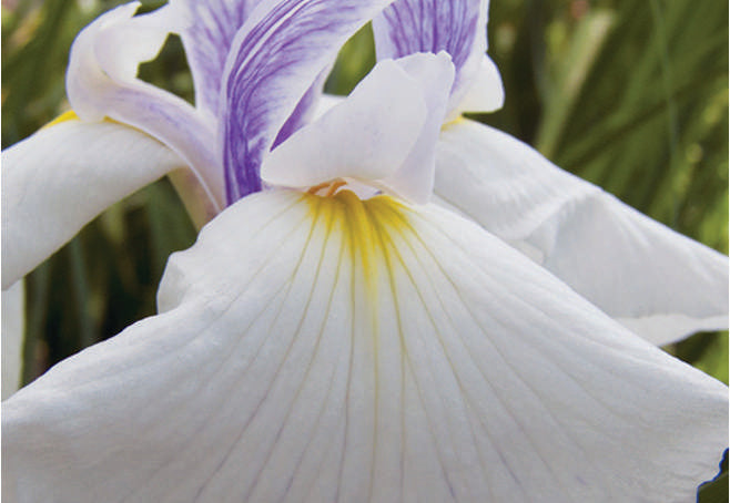Iris ensata 'Emotion'