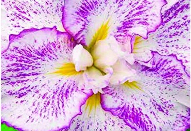 Iris ensata 'Freckled Geisha'