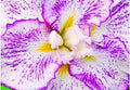 Iris ensata 'Freckled Geisha'