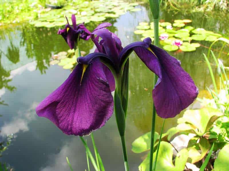 Iris ensata 'Ruby King'