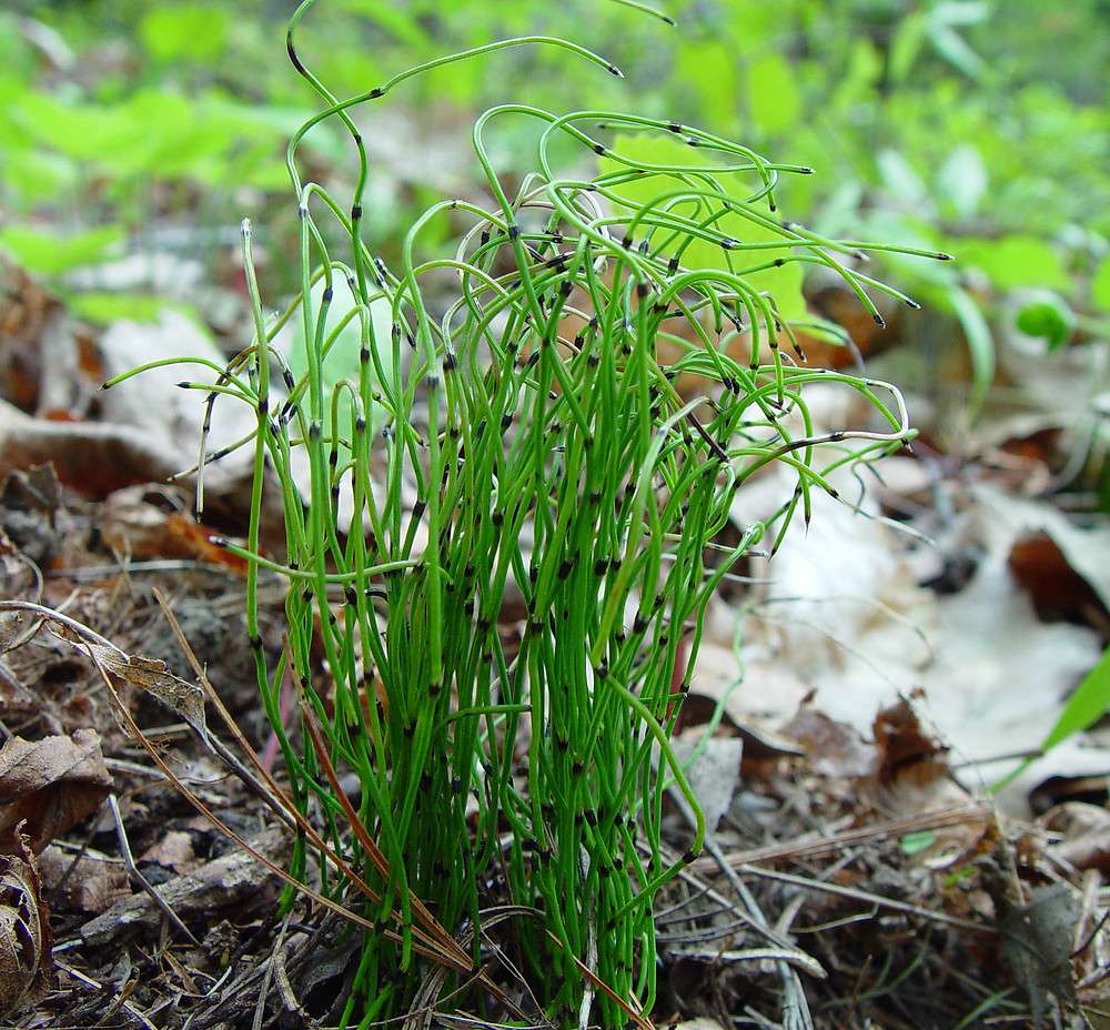 Equisetum scirpoides