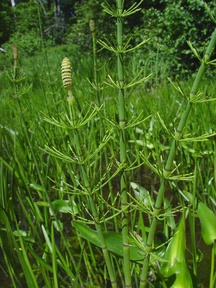 Equisetum fluviatile