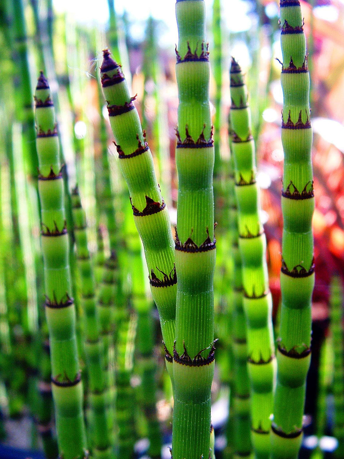 Equisetum robustum