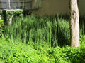 Equisetum Japonicum