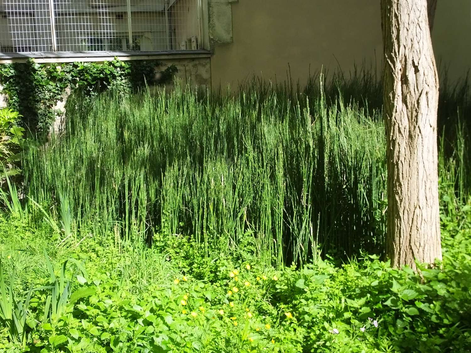 Equisetum Japonicum
