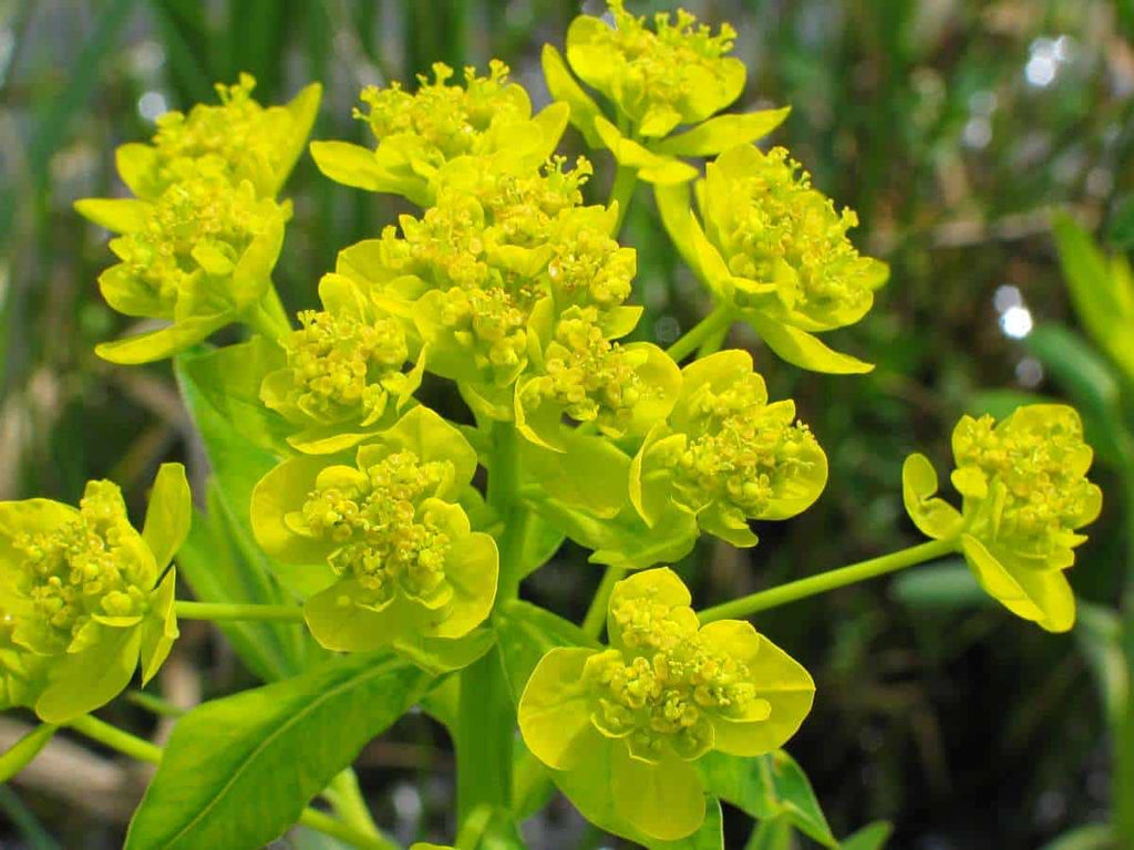 Euphorbia palustris