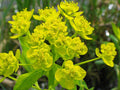Euphorbia palustris