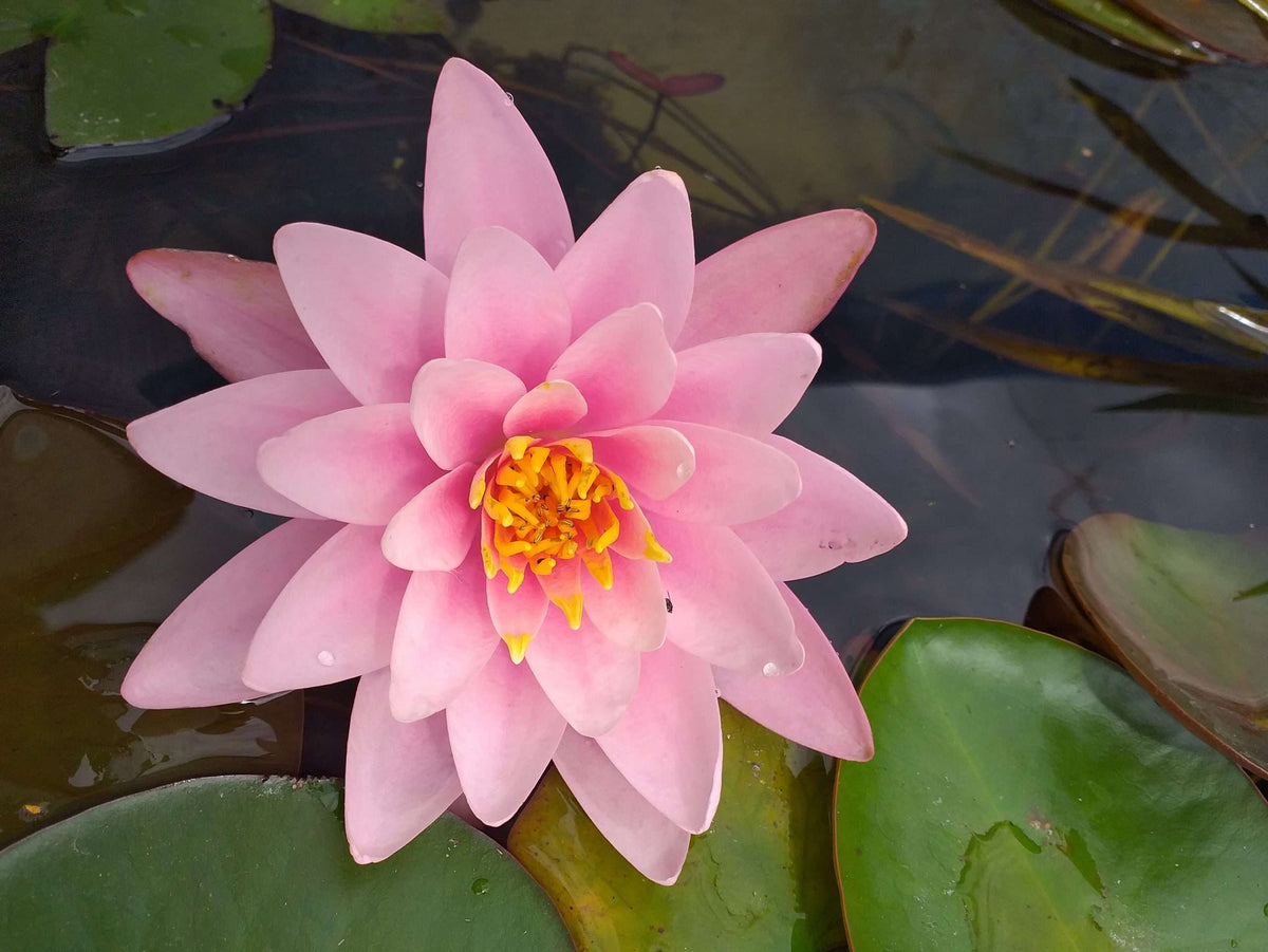 Nymphaea 'Fabiola'