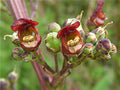 Scrophularia auriculata