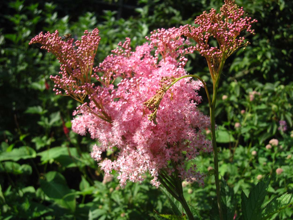 Filipendula rubra 'Venusta Magnifica'