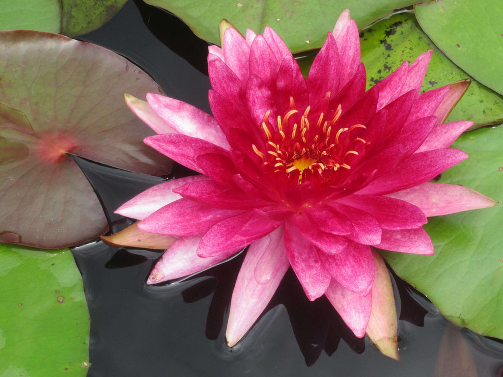 Nymphaea 'Flammea'