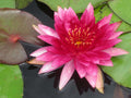 Nymphaea 'Flammea'