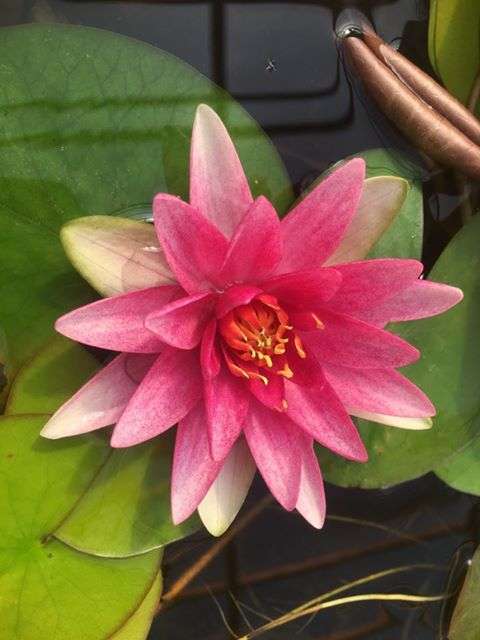 Nymphaea 'Formosa'