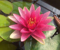 Nymphaea 'Formosa'
