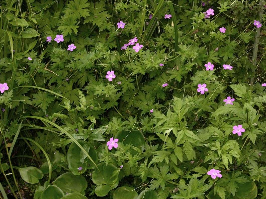 Geranium palustre