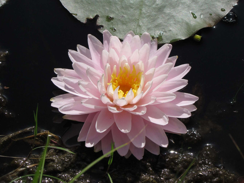 Nymphaea 'Gloire du Temple-sur-Lot'
