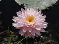 Nymphaea 'Gloire du Temple-sur-Lot'