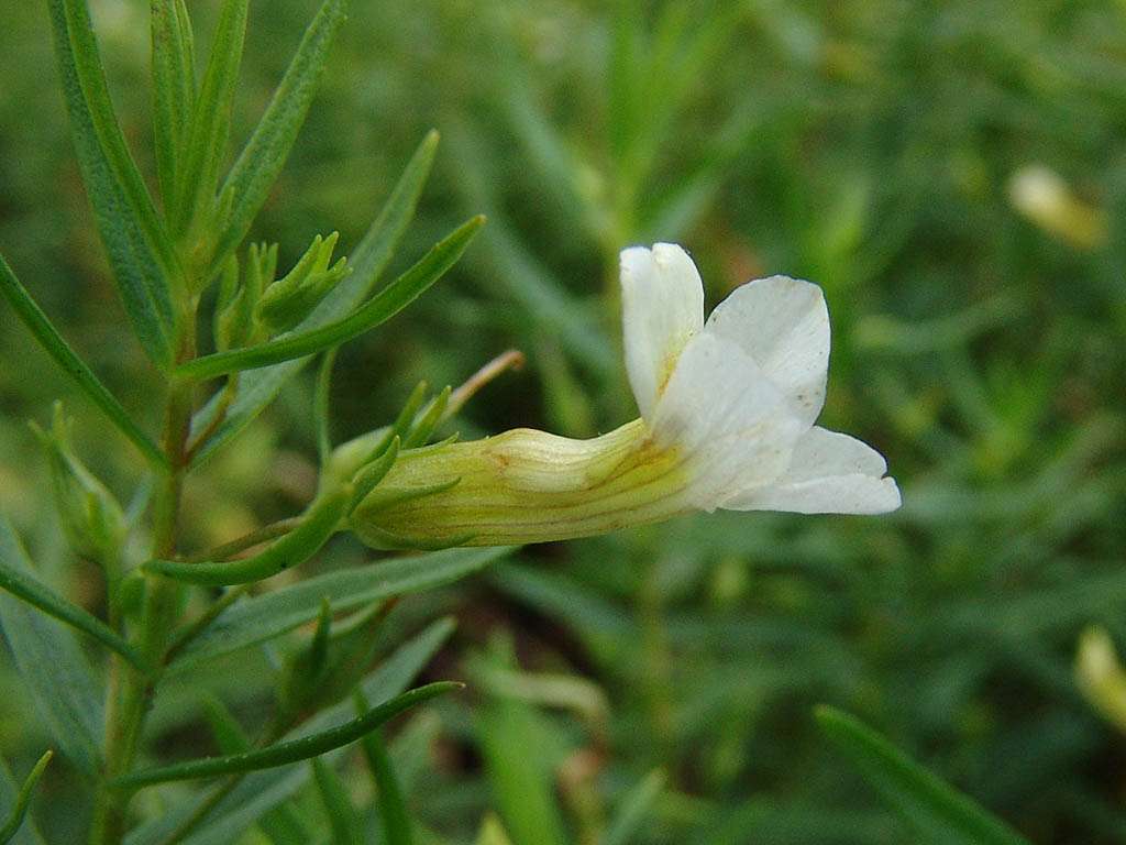 Gratiola officinalis