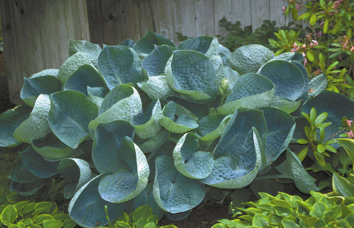 Hosta 'Abiqua Drinking Gourd'