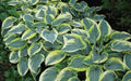 Hosta 'First Frost'