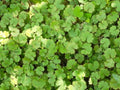 Hydrocotyle vulgaris 'Nova Zelandiae'