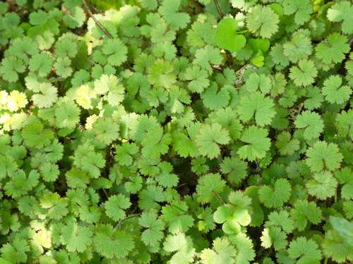 Hydrocotyle vulgaris 'Nova Zelandiae'