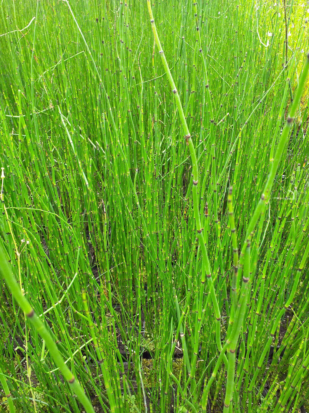 Equisetum hyemale